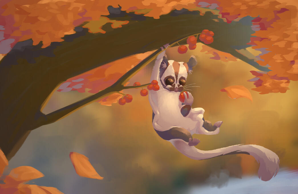 sugar glider sugar glider